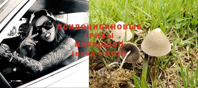 магазин продажи наркотиков  Донецк  кракен зеркало  Псилоцибиновые грибы Psilocybe 